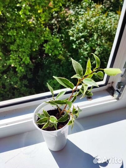 Черенки фикусов и спатифиллум пестролистный