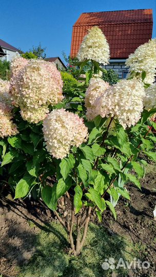 Гортензия древовидная Фантом