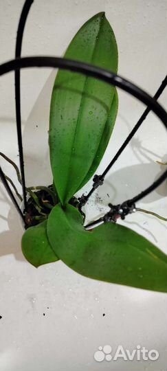 Орхидея каменная роза