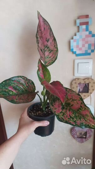 Аглаонема Корал Ред, уши слона