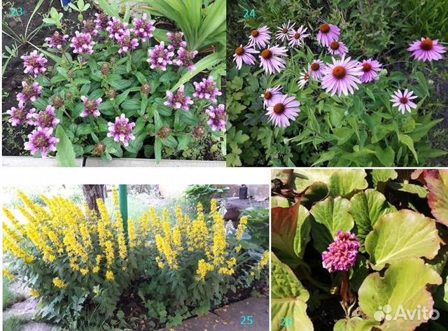 Цветы садовые