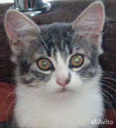 Кошечка в добрые руки