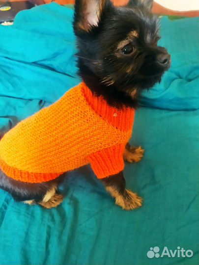 Свитерок для маленькой собачки
