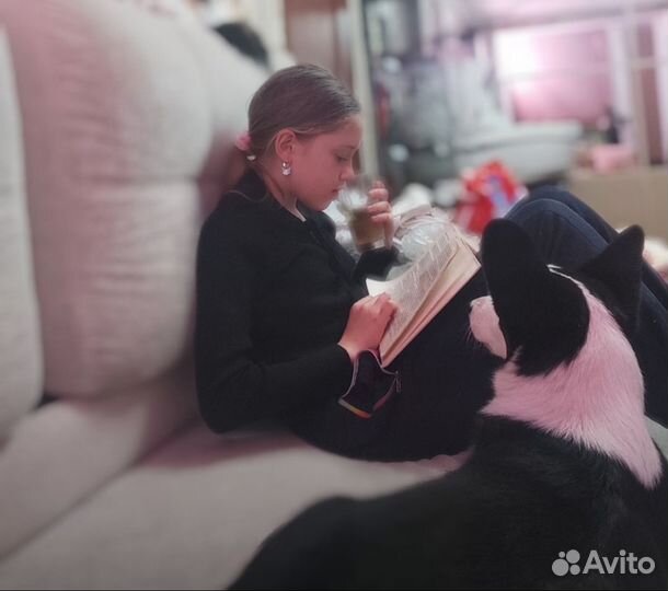 Вельш Корги Кардиган для фотосессий