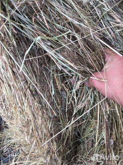 Сено с доставкой