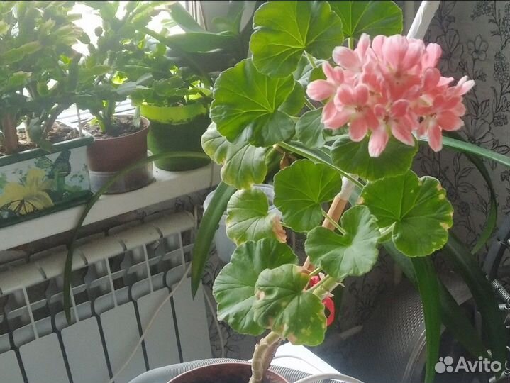 Пеларгония герань