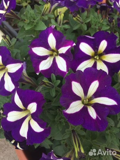 Рассада вегетативной петунии