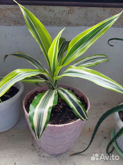 Замиокулькас и другие комнатные растения