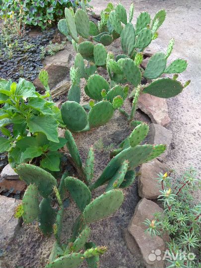 Кактус опунция