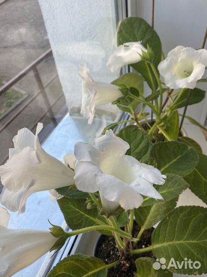 Цветы в подарок