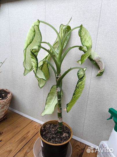 Диффенбахия рудольф роерс