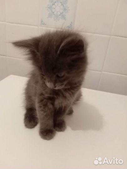 Девочка в добрые руки