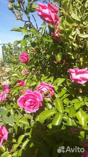 Плетистая роза,цветы многолетники