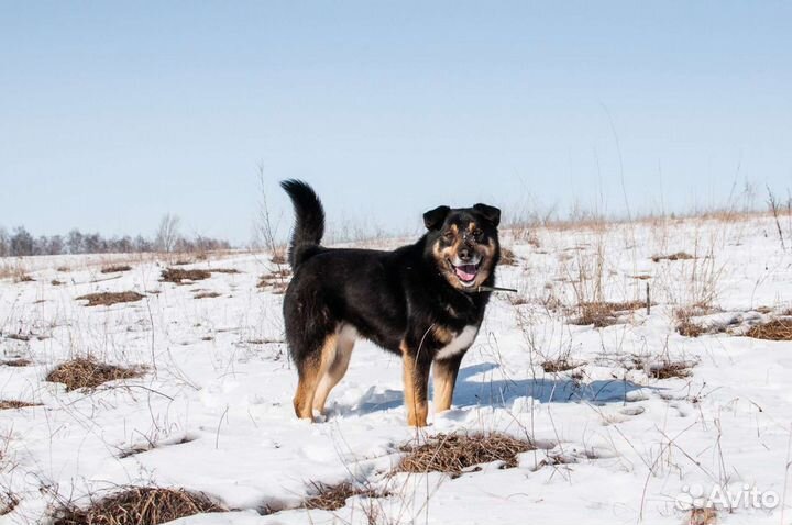 Собака из приюта в добрые руки бесплатно