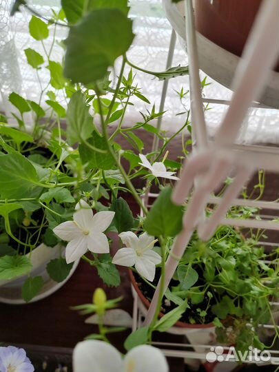 Кампанула невеста