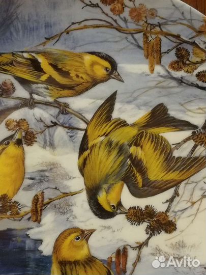 Тарелки урсулы банд. птицы зимой