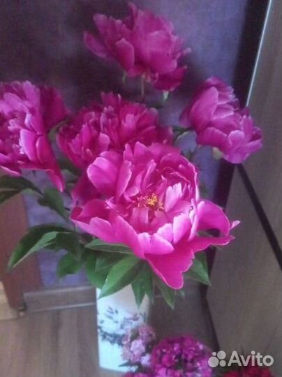 Пион Ксрл Розенфельд