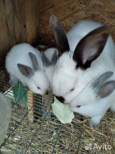 Калифорния и Белый Паннон