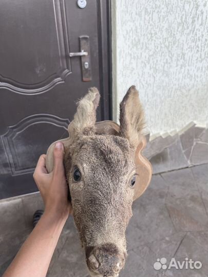 Чучело головы косули