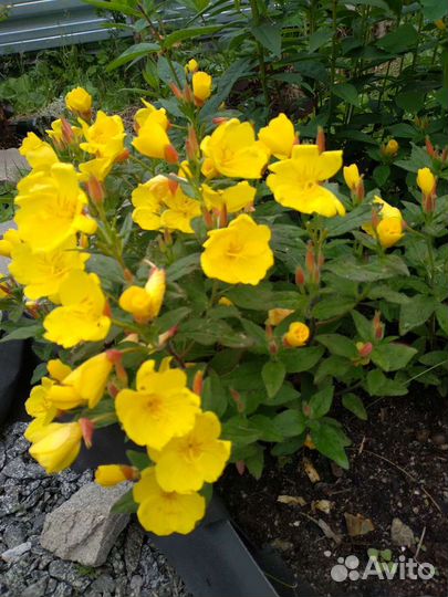 Многолетники: энотера, хосты