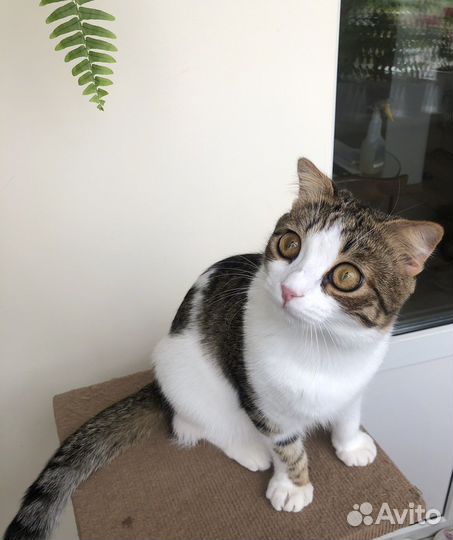 В добрые ручки