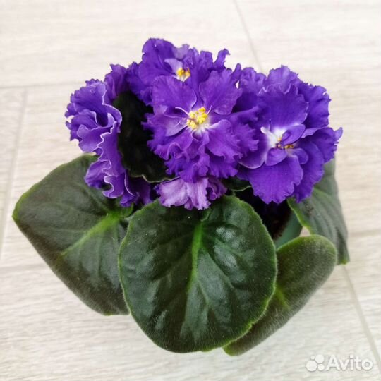 Фиалки цветущие в горшке