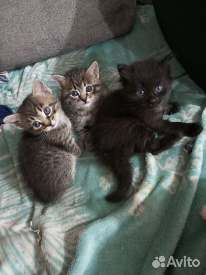 Котенок мальчик