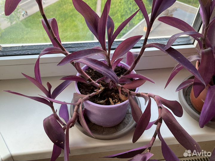 Традесканция фиолетовая