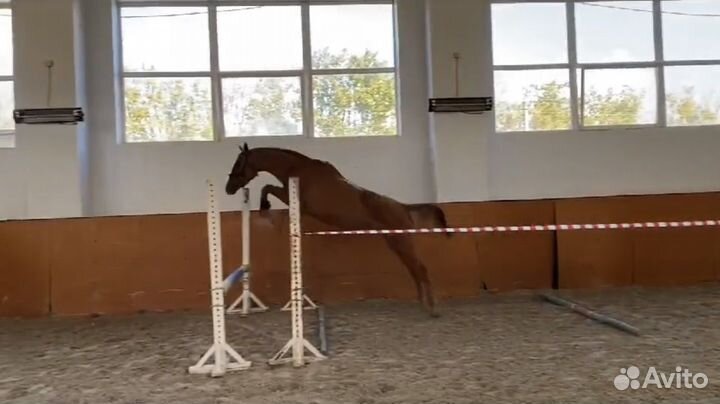 Лошади молодые, спортивные, хобби-класса