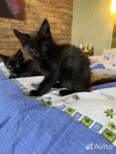 Котята мэйн кун