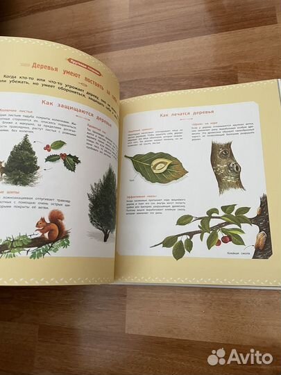 Книга деревья