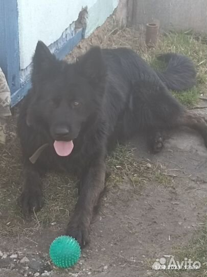 Немец вязка бесплатно