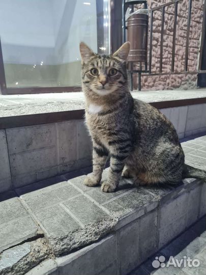 На улице пропадает ласковый котейка