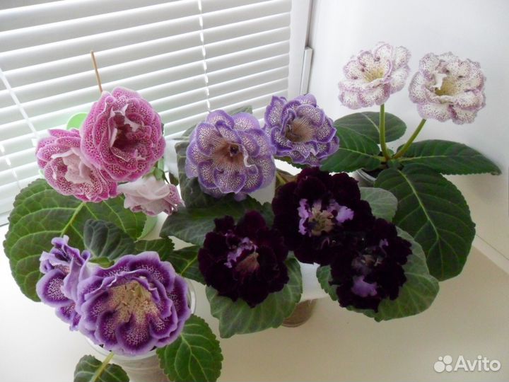 Глоксинии (семена, детки и листовые черенки)