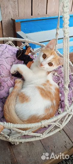 Котенок в добрые руки