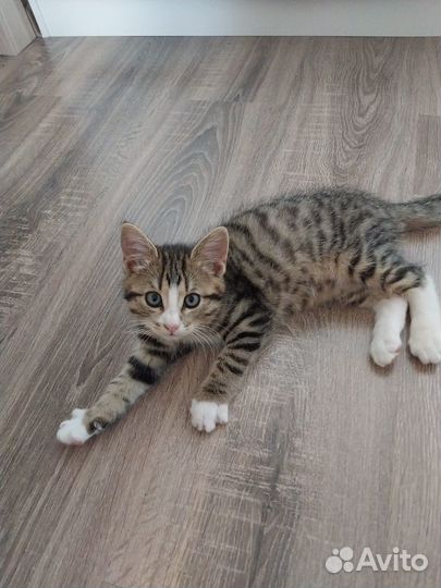 Тигр в добрые руки