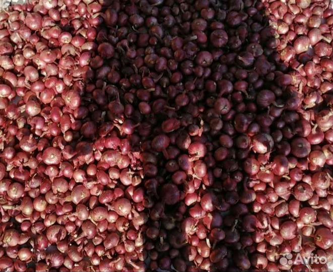 Лук шалот семейный