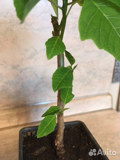 Пуансеттия