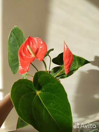 Антуриум красный