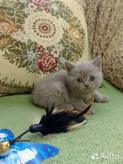 Британские котята