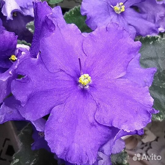 Сортовые фиалки