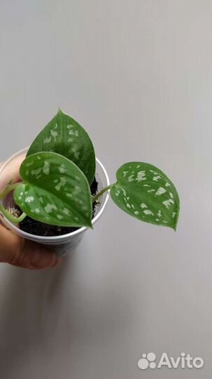 Циссус, Сциндапсус Пиктус, филодендрон