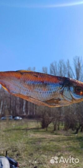 Астраханская вяленая рыбка