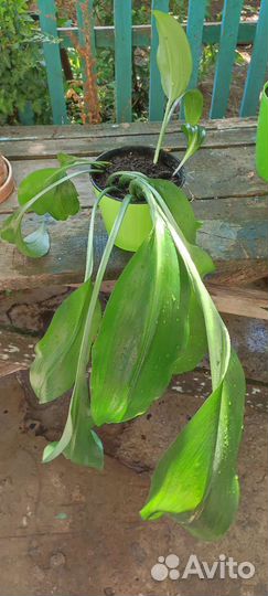 Эухарис амазонская лилия