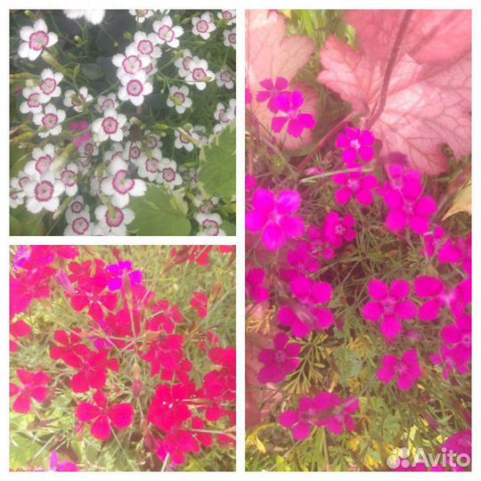 Чистец, борвинок, гвоздики, очитки, каменная роза