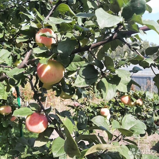 Яблоки домашние
