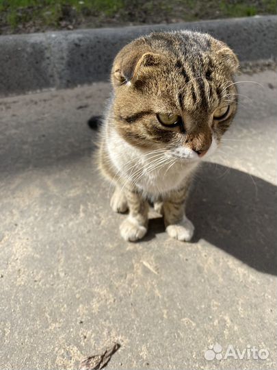 Шотландский вислоухий кот