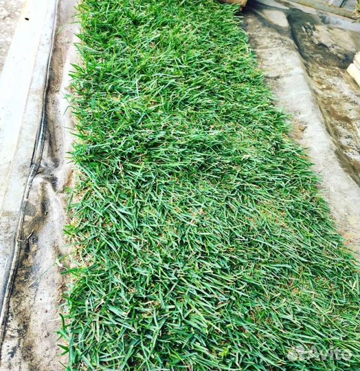 Рулонный газон