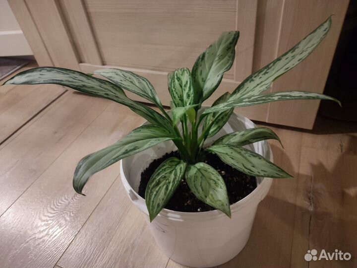 Аглаонема Сильвер Квин крупная,не детка
