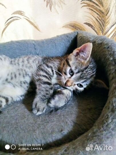 Кошка котенок девочка Красотуля